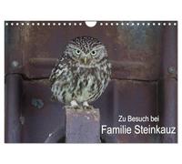 Calendrier 2027 · US Version · À la rencontre de la famille des chouettes | naines · Extrait de la vie d'une petite famille de chouettes · DIN A4 paysage · CALVENDO Calendrier mural