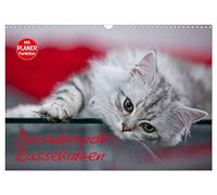 Calendrier 2027 · US Version · Adorables chats de race | De belles pattes de velours, si gentilles · DIN A3 paysage · CALVENDO Calendrier mural