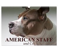 Calendrier 2027 · US Version · American Staff et Cie | La personnalité des chiens : entre réalité et préjugés · DIN A3 paysage · CALVENDO Calendrier mural