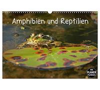 Calendrier 2027 · US Version · Amphibiens et reptiles | Neuf espèces différentes de reptiles et d'amphibiens d'Europe centrale · DIN A3 paysage · CALVENDO Calendrier mural