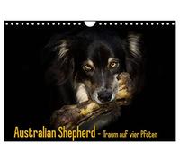 Calendrier 2027 · US Version · Berger australien - un rêve sur quatre | pattes · Le berger australien : votre compagnon tout au long de l'année · DIN A4 paysage · CALVENDO Calendrier mural
