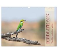 Calendrier 2027 · US Version · Birdlife - Les oiseaux d'Afrique australe | Plongez dans l'univers des oiseaux d'Afrique australe · DIN A3 paysage · CALVENDO Calendrier mural
