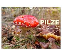 Calendrier 2027 · US Version · Champignons dans la forêt des elfes | Des compositions photographiques enchanteresses · DIN A4 paysage · CALVENDO Calendrier mural