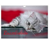 Calendrier 2027 · US Version · Chats de race | De belles pattes de velours, si gentilles · DIN A4 paysage · CALVENDO Calendrier mural