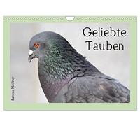Calendrier 2027 · US Version · Chères colombes | Instantanés évocateurs de magnifiques pigeons urbains · DIN A4 paysage · CALVENDO Calendrier mural