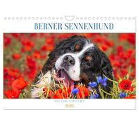 Calendrier 2027 · US Version · Chien de montagne bernois | L'amour de la vie · Il est d'une beauté incroyable, voire la plus belle race… · DIN A4 paysage · CALVENDO Calendrier mural