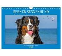 Calendrier 2027 · US Version · Chien de montagne bernois | Un ami à quatre pattes · Il est d'une beauté incroyable, voire la plus belle… · DIN A4 paysage · CALVENDO Calendrier mural