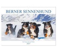 Calendrier 2027 · US Version · Chien de montagne bernois | Un rêve à quatre pattes · Il est d'une beauté incroyable, voire la plus belle… · DIN A3 paysage · CALVENDO Calendrier mural
