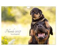 Calendrier 2027 · US Version · Chiens 2027 - Des compagnons fidèles | Des portraits de chiens harmonieux, mis en valeur par de superbes compositions · DIN A4 paysage · CALVENDO Calendrier mural