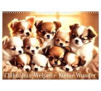 Calendrier 2027 · US Version · Chiots chihuahuas - De petits miracles | Une année pleine de joie avec des chihuahuas tout doux · DIN A3 paysage · CALVENDO Calendrier mural