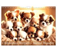 Calendrier 2027 · US Version · Chiots chihuahuas - De petits miracles | Une année pleine de joie avec des chihuahuas tout doux · DIN A4 paysage · CALVENDO Calendrier mural