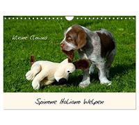 Calendrier 2027 · US Version · Chiots de Spinone italien - Little Clowns | Tu as plein de bêtises en tête, même dans tes rêves · DIN A4 paysage · CALVENDO Calendrier mural