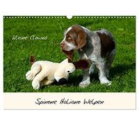 Calendrier 2027 · US Version · Chiots de Spinone italien - Little Clowns | Tu as plein de bêtises en tête, même dans tes rêves · DIN A3 paysage · CALVENDO Calendrier mural