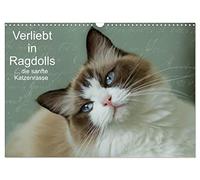 Calendrier 2027 · US Version · Coup de cœur pour les Ragdolls… cette race | de chats si douce · Le Ragdoll est un chat au caractère doux, à poil mi-long · DIN A3 paysage · CALVENDO Calendrier mural