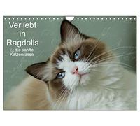 Calendrier 2027 · US Version · Coup de cœur pour les Ragdolls… cette race | de chats si douce · Le Ragdoll est un chat au caractère doux, à poil mi-long · DIN A4 paysage · CALVENDO Calendrier mural