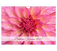Calendrier 2027 · US Version · Couronnes de dahlias | Les fleurs de dahlia dans de magnifiques photos rayonnantes · DIN A4 paysage · CALVENDO Calendrier mural