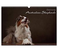 Calendrier 2027 · US Version · De charmants bergers australiens | Portraits de bergers australiens · DIN A3 paysage · CALVENDO Calendrier mural