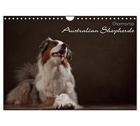 Calendrier 2027 · US Version · De charmants bergers australiens | Portraits de bergers australiens · DIN A4 paysage · CALVENDO Calendrier mural