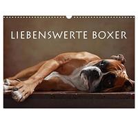 Calendrier 2027 · US Version · Des boxers adorables | Adorable boxer vu de face · DIN A3 paysage · CALVENDO Calendrier mural