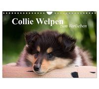 Calendrier 2027 · US Version · Des chiots collie qui font craquer | De magnifiques chiots collie dans les trois couleurs · DIN A4 paysage · CALVENDO Calendrier mural