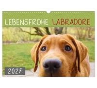 Calendrier 2027 · US Version · Des labradors pleins de vie | Une année entière avec Labrador · DIN A3 paysage · CALVENDO Calendrier mural