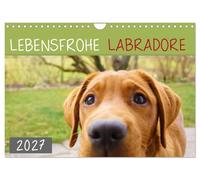 Calendrier 2027 · US Version · Des labradors pleins de vie | Une année entière avec Labrador · DIN A4 paysage · CALVENDO Calendrier mural