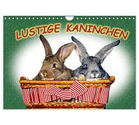 Calendrier 2027 · US Version · Des lapins rigolos | Des lapins devant l'appareil photo · Nous, les lapins, on adore être pris en… · DIN A4 paysage · CALVENDO Calendrier mural