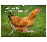 Calendrier 2027 · US Version · Des nouvelles des poules du jardin | Instantanés de la vie de poules heureuses · DIN A3 paysage · CALVENDO Calendrier mural