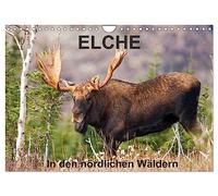 Calendrier 2027 · US Version · ELK Dans les forêts du nord | Partons à la rencontre des orignaux dans les forêts du nord du Québec · DIN A4 paysage · CALVENDO Calendrier mural