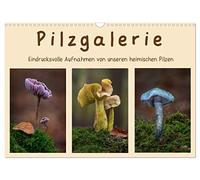 Calendrier 2027 · US Version · Galerie de champignons - De superbes photos | de nos champignons indigènes · Des photos de champignons uniques, comme on en… · DIN A3 paysage · CALVENDO Calendrier mural