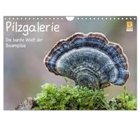 Calendrier 2027 · US Version · Galerie des champignons - L'univers coloré | des champignons des arbres · Un aperçu fascinant de l'univers haut en couleur… · DIN A4 paysage · CALVENDO Calendrier mural