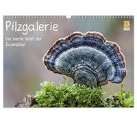 Calendrier 2027 · US Version · Galerie des champignons - L'univers coloré | des champignons des arbres · Un aperçu fascinant de l'univers haut en couleur… · DIN A3 paysage · CALVENDO Calendrier mural