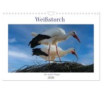 Calendrier 2027 · US Version · La cigogne blanche, fière voleuse | Un magnifique oiseau porte-bonheur · DIN A4 paysage · CALVENDO Calendrier mural