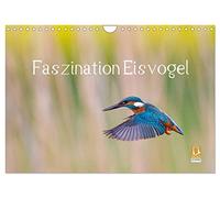Calendrier 2027 · US Version · La fascination du martin-pêcheur | Douze portraits extraordinaires de martins-pêcheurs · DIN A4 paysage · CALVENDO Calendrier mural