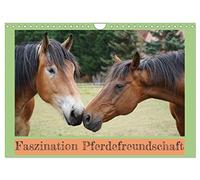 Calendrier 2027 · US Version · La fascination pour l'amitié avec les | chevaux · Chevaux rhénans-allemands à sang froid et Trakehner : des amis pour… · DIN A4 paysage · CALVENDO Calendrier mural