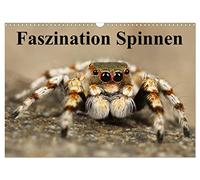 Calendrier 2027 · US Version · La fascination pour les araignées | Gros plan sur ces artistes tisserands à huit pattes · DIN A3 paysage · CALVENDO Calendrier mural