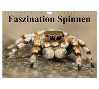 Calendrier 2027 · US Version · La fascination pour les araignées | Gros plan sur ces artistes tisserands à huit pattes · DIN A4 paysage · CALVENDO Calendrier mural