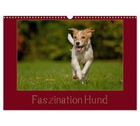 Calendrier 2027 · US Version · La fascination pour les chiens | Le plus fidèle compagnon de l’homme sous son plus beau jour · DIN A3 paysage · CALVENDO Calendrier mural