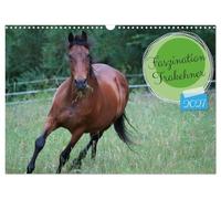 Calendrier 2027 · US Version · La fascination pour les Trakehner | Motifs sélectionnés du Trakehner bai Feldmeyer · DIN A3 paysage · CALVENDO Calendrier mural