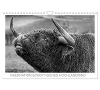 Calendrier 2027 · US Version · La fascination pour les vaches des Highlands | écossais · Ils sont imposants, fiers et bienveillants · Ils m'ont touché droit… · DIN A4 paysage · CALVENDO Calendrier mural