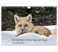Calendrier 2027 · US Version · La faune d'Amérique du Nord | C'est un véritable cadeau lorsque les animaux sauvages nous permettent… · DIN A4 paysage · CALVENDO Calendrier mural