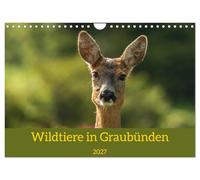 Calendrier 2027 · US Version · La faune dans les Grisons | Le photographe naturaliste Jürg Plattner vous emmène à la découverte de sa… · DIN A4 paysage · CALVENDO Calendrier mural