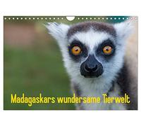 Calendrier 2027 · US Version · La faune merveilleuse de Madagascar | Un voyage au pays des lémuriens, des caméléons et des geckos · DIN A4 paysage · CALVENDO Calendrier mural