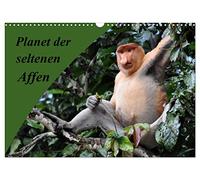 Calendrier 2027 · US Version · La planète des singes rares | De magnifiques clichés pris dans les forêts d'Indonésie, de Madagascar et de… · DIN A3 paysage · CALVENDO Calendrier mural