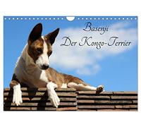 Calendrier 2027 · US Version · Le Basenji, le terrier du Congo | Le basenji est une race canine originaire d'Afrique centrale · DIN A4 paysage · CALVENDO Calendrier mural
