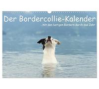 Calendrier 2027 · US Version · Le calendrier du Border Collie | avec ces pensionnaires rigolos tout au long de l'année · DIN A3 paysage · CALVENDO Calendrier mural