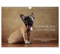 Calendrier 2027 · US Version · Le charme à quatre pattes | Portraits de bouledogues français · DIN A4 paysage · CALVENDO Calendrier mural