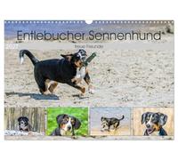 Calendrier 2027 · US Version · Le chien de montagne d'Entlebuch | des compagnons fidèles · Les chiens de montagne d'Entlebuch au fil des saisons · DIN A3 paysage · CALVENDO Calendrier mural