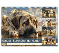 Calendrier 2027 · US Version · Le Kangal: le gardien du troupeau | Des chiens robustes, indépendants et intrépides · Ces fidèles chiens de garde… · DIN A3 paysage · CALVENDO Calendrier mural