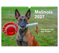 Calendrier 2027 · US Version · Le Malinois : la folie à quatre pattes | Le berger belge est un excellent compagnon, doté d'une grande force, d'un grand… · DIN A3 paysage · CALVENDO Calendrier mural